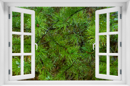 Fototapeta Naklejka Na Ścianę Okno 3D - Pine branches with drops of rain and snow, winter landscape.