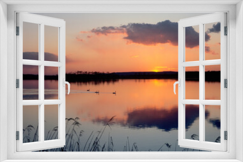 Fototapeta Naklejka Na Ścianę Okno 3D - 日没の湖とオオハクチョウ（北海道・標茶町）
