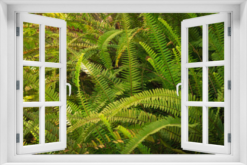 Fototapeta Naklejka Na Ścianę Okno 3D - fern leaf in the forest
