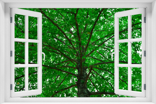Fototapeta Naklejka Na Ścianę Okno 3D - green leaves of a tree