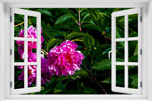 Fototapeta Naklejka Na Ścianę Okno 3D - Blooming peony flowers 