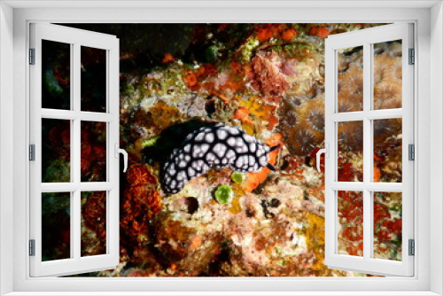 Fototapeta Naklejka Na Ścianę Okno 3D - 沖縄の海でダイビング中に見かけた黒と白のカラーが映えるコイボウミウシ