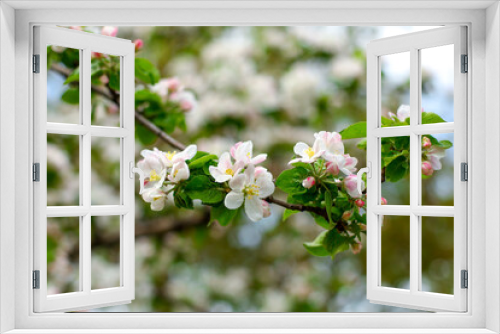 Fototapeta Naklejka Na Ścianę Okno 3D - tree blossom