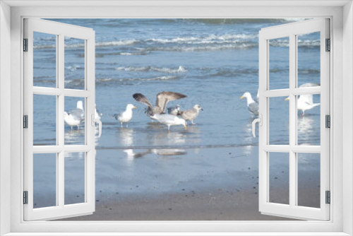 Fototapeta Naklejka Na Ścianę Okno 3D - herring gulls, Silbermöwen, larus argentatus