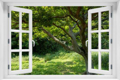 Fototapeta Naklejka Na Ścianę Okno 3D - 小網代の森の草原と木々　6月