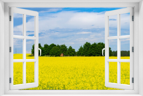 Fototapeta Naklejka Na Ścianę Okno 3D - Landscape with an agricultural yellow field with rape