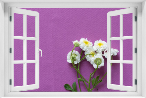 Fototapeta Naklejka Na Ścianę Okno 3D - small white and yellow flowers on a magenta background - photographed from above in a flat lay style