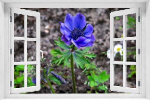 Fototapeta Naklejka Na Ścianę Okno 3D - Blue-violet flower anemones close-up in natural nature.