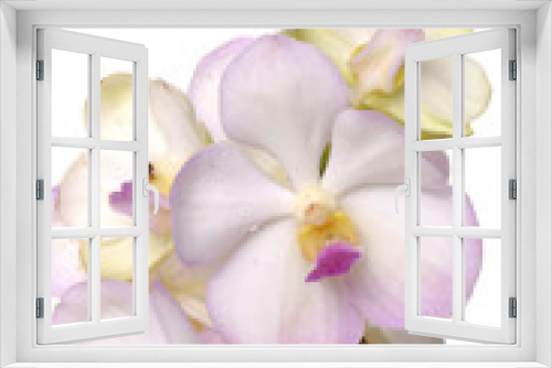 Fototapeta Naklejka Na Ścianę Okno 3D - pink orchid on white background