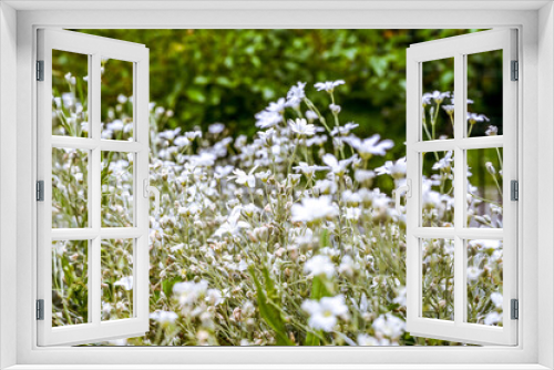 Fototapeta Naklejka Na Ścianę Okno 3D - Felt hornwort with its white flowers for a meadow