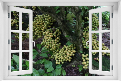 Fototapeta Naklejka Na Ścianę Okno 3D - Tasty Baccaurea motleyana on Tree
