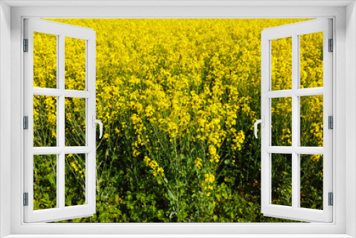 Fototapeta Naklejka Na Ścianę Okno 3D - Aerial view of yellow flowers of agricultural rapeseed for background