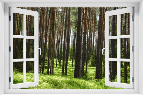 Fototapeta Naklejka Na Ścianę Okno 3D - Las ,drzewa ,zielony las ,las w pogodny dzień
