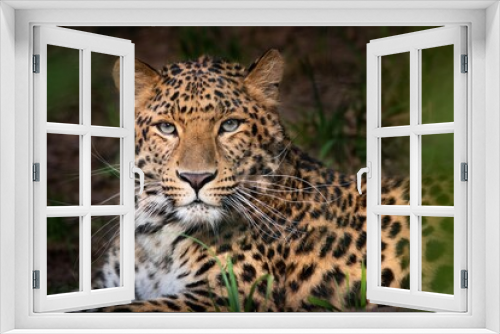 Fototapeta Naklejka Na Ścianę Okno 3D - Amur leopard, Panthera pardus orientalis, portrait of a large feline beast
