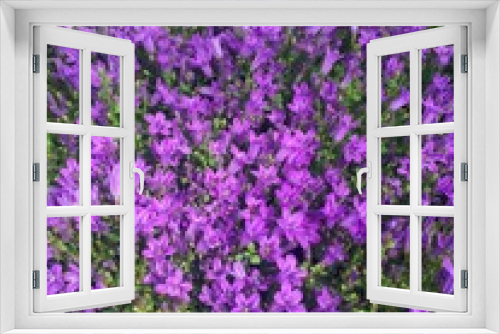 Fototapeta Naklejka Na Ścianę Okno 3D - Bright purple bluebell flowers on the bed are a solid background and space to copy. Concept-summer