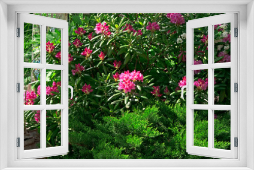 Fototapeta Naklejka Na Ścianę Okno 3D - Beautiful bright pink rhododendron flowers (Rhododéndron) in a flower garden on a bright sunny day