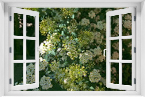 Fototapeta Naklejka Na Ścianę Okno 3D - Branches with bright white flowers of spirea with green leaves close-up in the garden