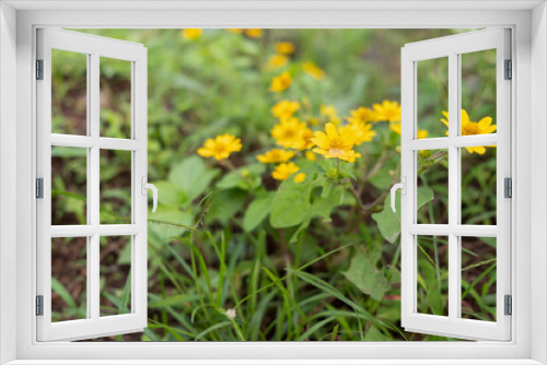 Fototapeta Naklejka Na Ścianę Okno 3D - yellow flowers on grass