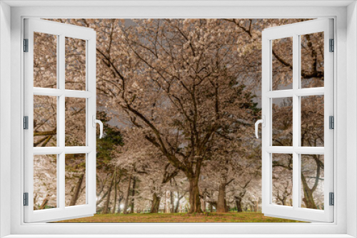 Fototapeta Naklejka Na Ścianę Okno 3D - 公園の夜桜