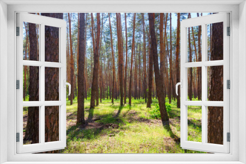 Fototapeta Naklejka Na Ścianę Okno 3D - Spring forest