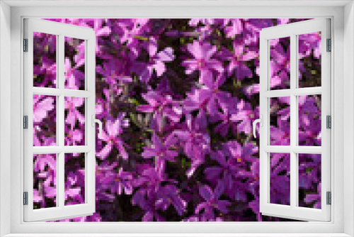 Fototapeta Naklejka Na Ścianę Okno 3D - flower background