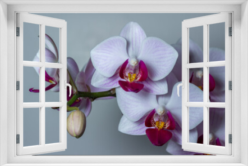 Fototapeta Naklejka Na Ścianę Okno 3D - Close up abstract texture view of a branch of delicate white and magenta red phalaenopsis moth orchid flower blossoms, with neutral gray background and copy space

