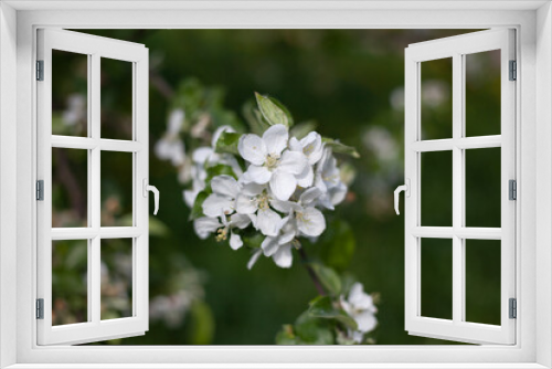 Fototapeta Naklejka Na Ścianę Okno 3D - Apple tree flower. Apple branch.