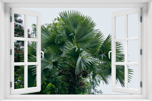 Fototapeta Naklejka Na Ścianę Okno 3D - palm tree leaves