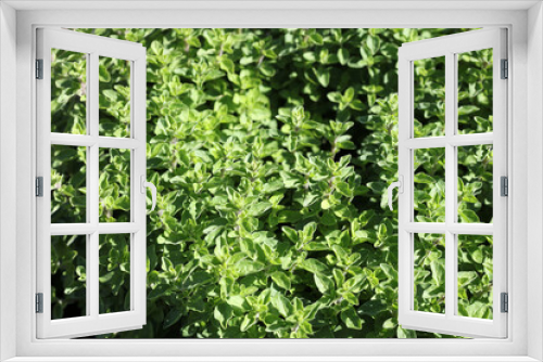 Fototapeta Naklejka Na Ścianę Okno 3D - Fresh Oregano in Herb Garden in Germany
