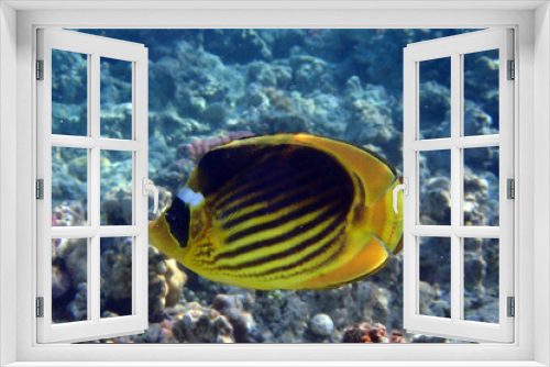 Fototapeta Naklejka Na Ścianę Okno 3D - Diagonal butterflyfish (Chaetodon fasciatus)