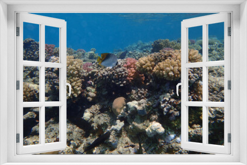 Fototapeta Naklejka Na Ścianę Okno 3D - coral reef in Egypt, Makadi Bay