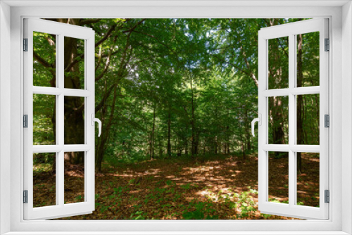 Fototapeta Naklejka Na Ścianę Okno 3D - deciduous beech forest in summer. beautiful nature background on a sunny day. scenery with tall trees in green foliage