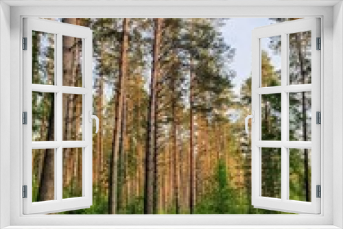 Fototapeta Naklejka Na Ścianę Okno 3D - tall pine trees in the forest