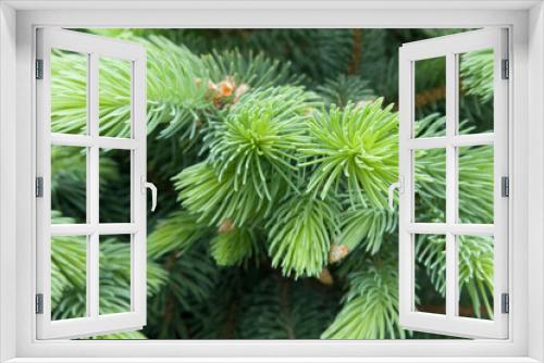 Fototapeta Naklejka Na Ścianę Okno 3D - Coniferous branches and small buds evergreen tree close-up macrophoto