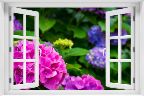Fototapeta Naklejka Na Ścianę Okno 3D - ピンクと紫の紫陽花