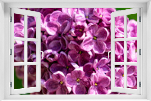 Fototapeta Naklejka Na Ścianę Okno 3D - A branch of dark purple lilac with large flowers.