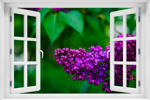 Fototapeta Naklejka Na Ścianę Okno 3D - Lilac blossom flowers spring view. Spring lilac flowers. Lilac blooms. A beautiful bunch of lilac. floral spring background. delicate fragrant flowers, in the garden or park. close-up