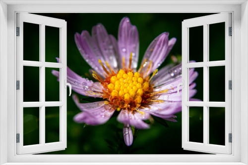 Fototapeta Naklejka Na Ścianę Okno 3D - flower of a flower