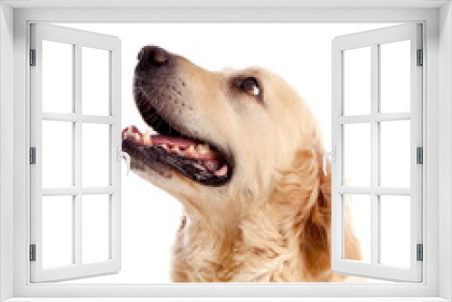Fototapeta Naklejka Na Ścianę Okno 3D - Portrait of a beautiful lab dog
