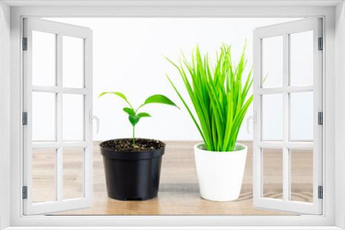 Fototapeta Naklejka Na Ścianę Okno 3D - Green sprout of an orange tree. Grass in a pot. Plant Leaves. Beginning concept. Height. On white background.