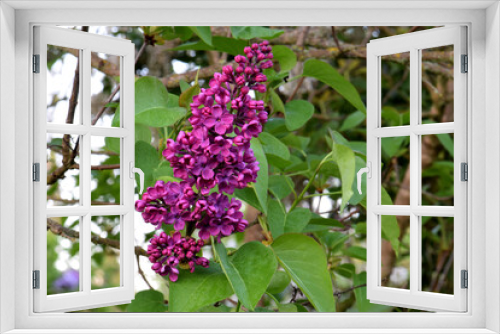 Fototapeta Naklejka Na Ścianę Okno 3D - Purple Lilac Cone