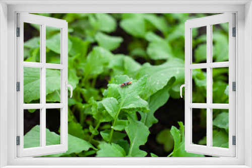 Fototapeta Naklejka Na Ścianę Okno 3D - large horizontal photo. summer time. radish leaves. a garden bed with radishes. red beetle on the leaves. growing natural healthy products. eco.