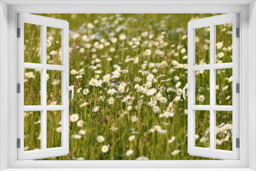 Fototapeta Naklejka Na Ścianę Okno 3D - camomille