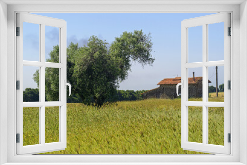 Fototapeta Naklejka Na Ścianę Okno 3D - Olivier dans un champ de blé
