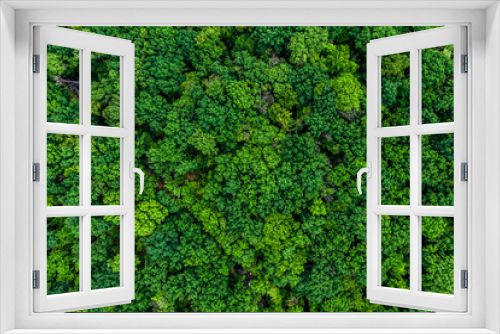 Fototapeta Naklejka Na Ścianę Okno 3D - forest top view, Texture of green forest