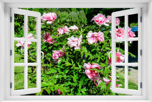 Fototapeta Naklejka Na Ścianę Okno 3D - Bush with many large delicate pink peony flowers in direct sunlight, in a garden in a sunny summer day, beautiful outdoor floral background photographed with selective focus.