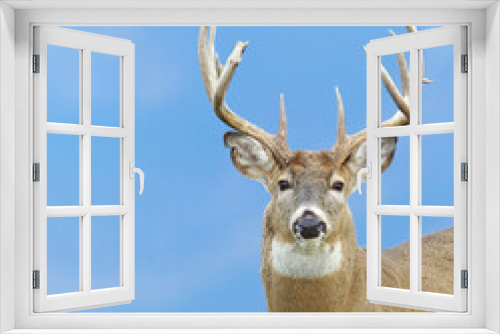Fototapeta Naklejka Na Ścianę Okno 3D - Whitetail Buck Deer with large antlers - portrait against forested slopes in the distant background - this is the natural background, not a photoshopped composite  