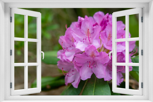Fototapeta Naklejka Na Ścianę Okno 3D - Rhododendron Starting to Bloom