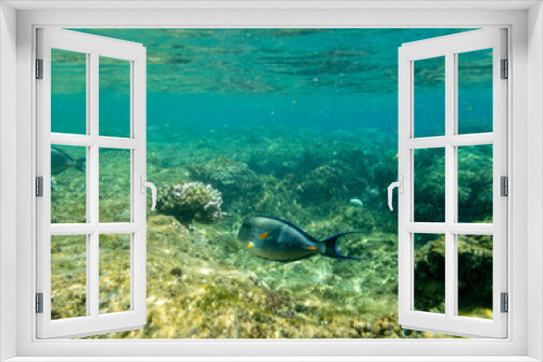Fototapeta Naklejka Na Ścianę Okno 3D - Underwater view with fish, stones and algae