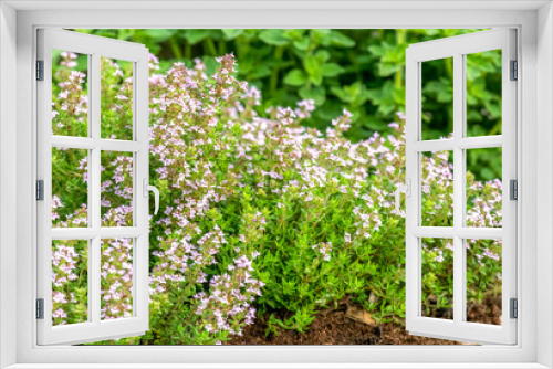 Fototapeta Naklejka Na Ścianę Okno 3D - growing a herb garden